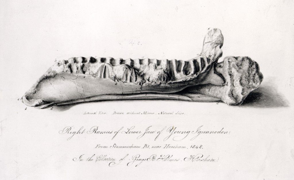 A 19th century sketch of the Lower Jaw of a Young Iguanodon