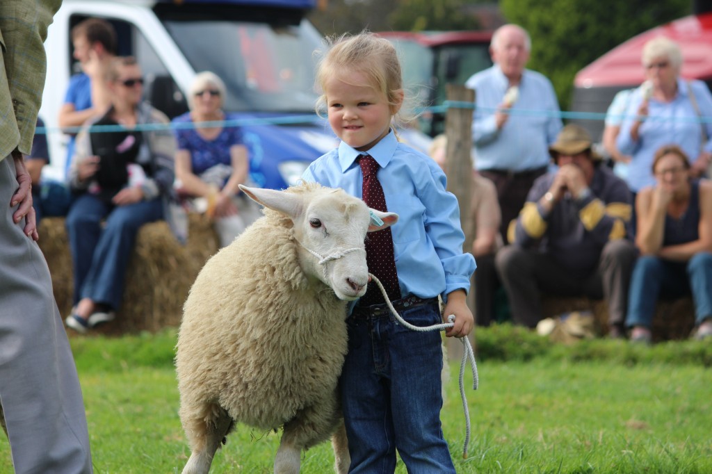 Lamb handling classes at the show